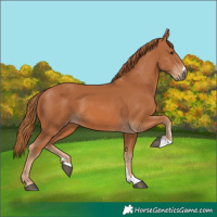 Horse Color:Chestnut 