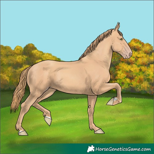 Horse Color:Gold Champagne