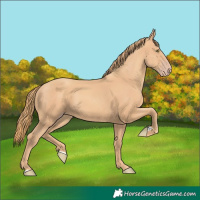 Horse Color:Gold Champagne 