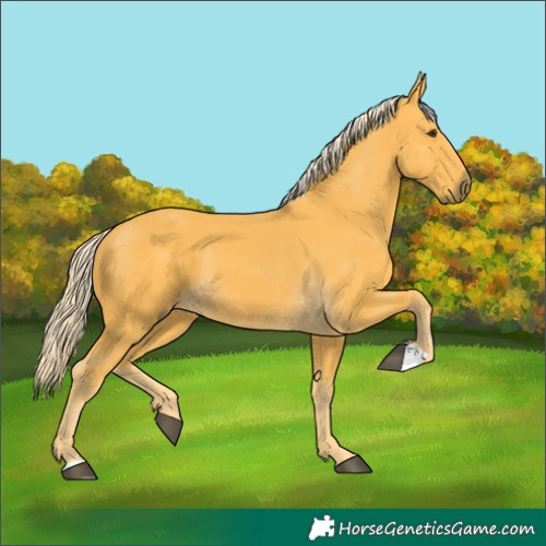 Horse Color:Palomino 