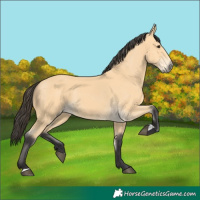 Horse Color:Buckskin 