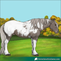 Horse Color:Silver Black Tobiano Appaloosa