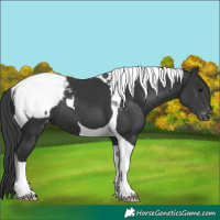 Horse Color:Black Tobiano Snowcap