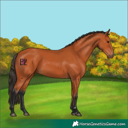 Horse Color:Bay 
