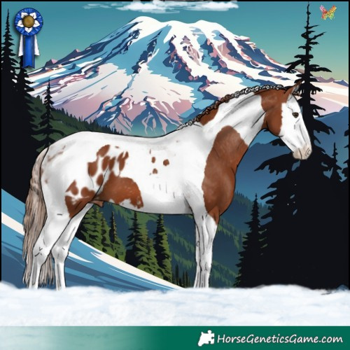 Horse Color:Chestnut Splash Tobiano Blanket 
