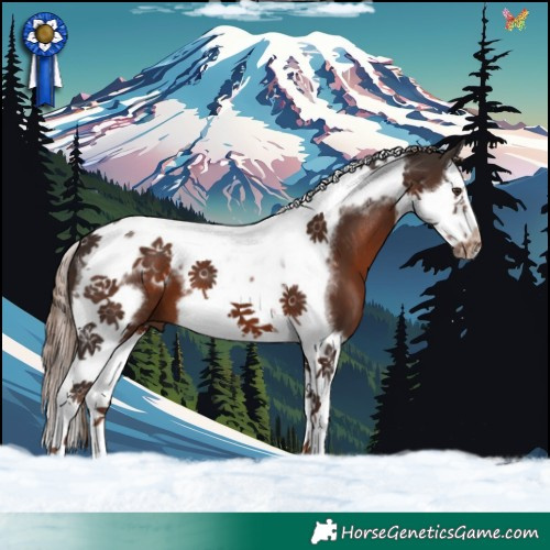 Horse Color:Liver Chestnut Splash Tobiano Frame 