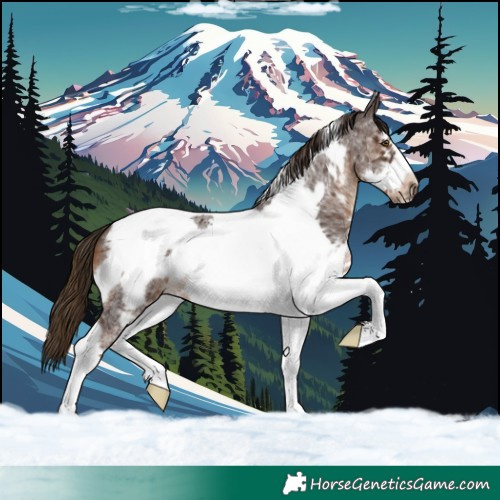 Horse Color:Liver Chestnut Sabino Tobiano Frame 