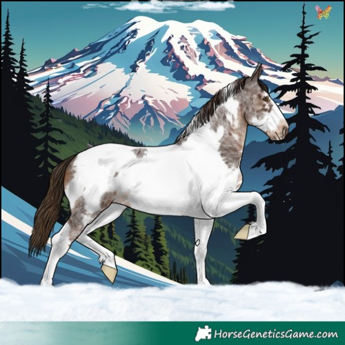 Horse Color:Liver Chestnut Sabino Tobiano Frame 