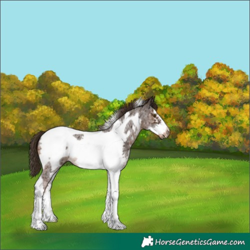 Horse Color:Liver Chestnut Sabino Tobiano Frame 