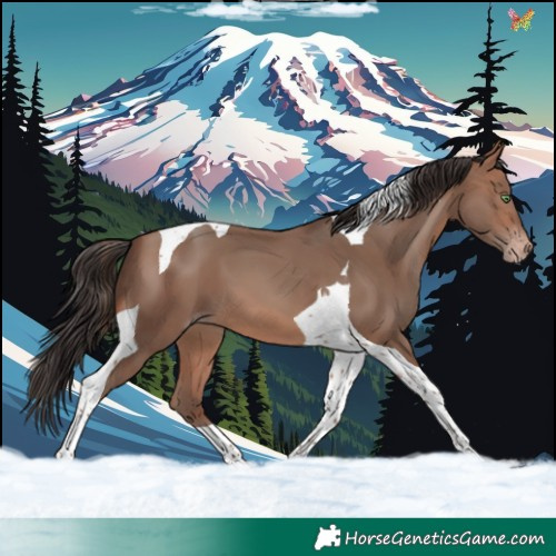Horse Color:Sable Champagne Tobiano 