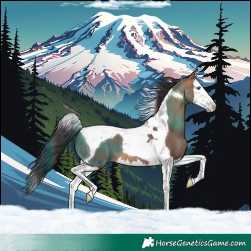 Horse Color:Sable Champagne Splash Tobiano 