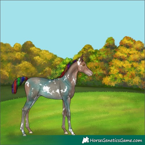 Horse Color:Painted White Spotted Sable Champagne Rabicano 