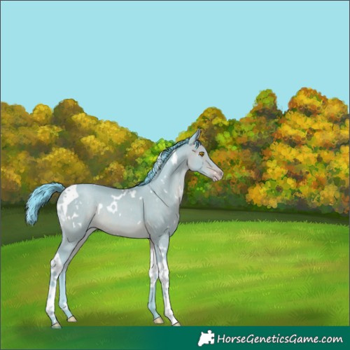 Horse Color:Watercolor White Spotted Sable Champagne Tobiano Rabicano 
