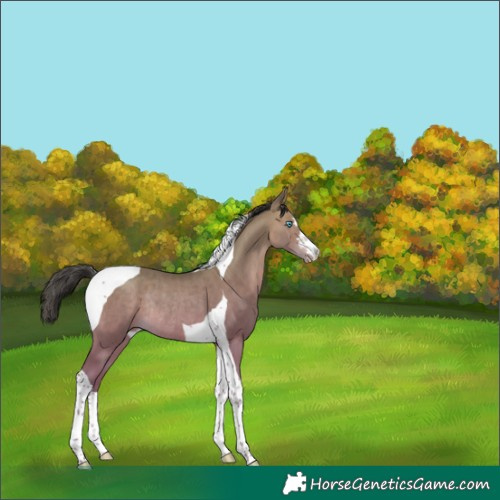 Horse Color:Sable Champagne Tobiano Rabicano 