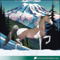 Horse Color:Sable Champagne Tobiano Rabicano 