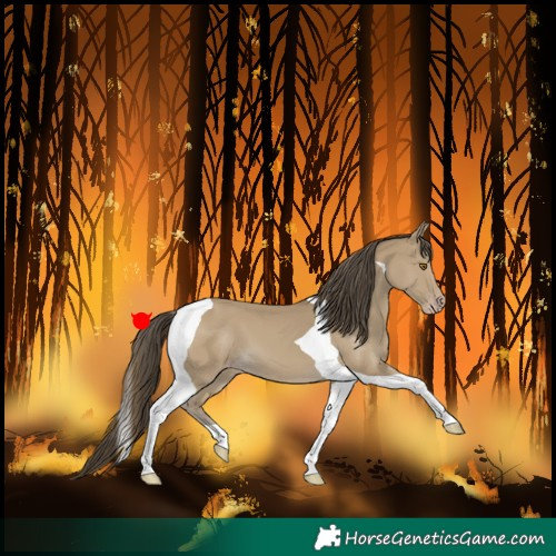 Horse Color:Classic Cream Champagne Tobiano