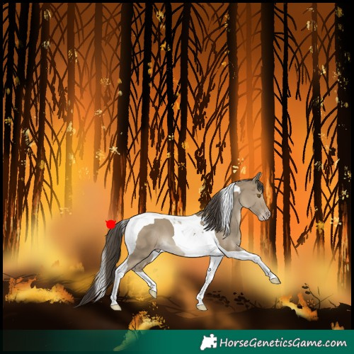 Horse Color:Classic Cream Champagne Tobiano 