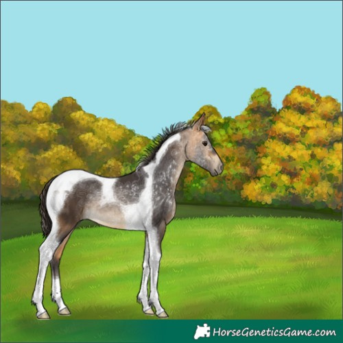 Horse Color:Buckskin Tobiano