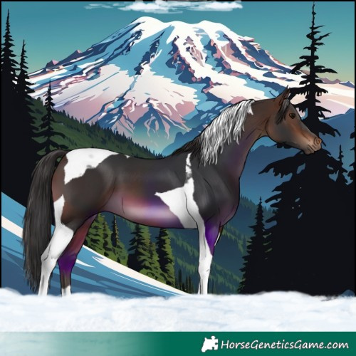 Horse Color:Brown Tobiano 