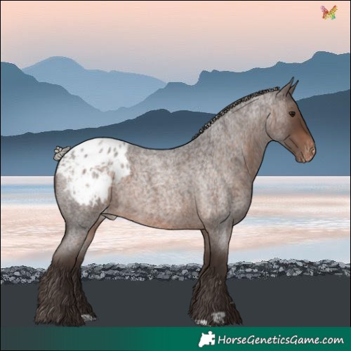 Horse Color:Silver Brown Roan Blanket 