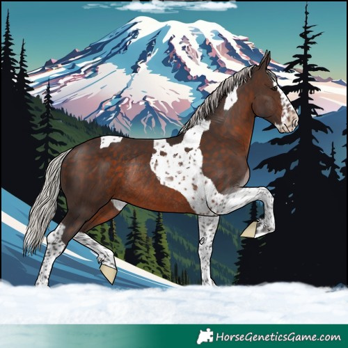 Horse Color:Silver Brown Splash Tobiano Rabicano