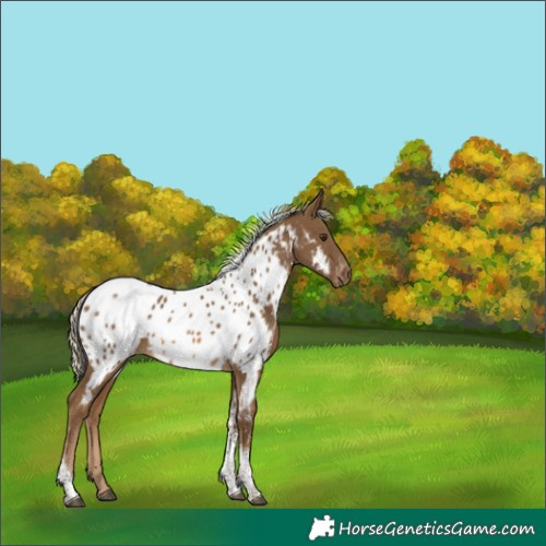 Horse Color:Chocolate Palomino Tobiano Appaloosa