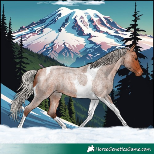 Horse Color:Silver Bay Roan Tobiano Varnish Rabicano 