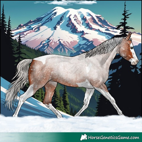 Horse Color:Silver Bay Roan Splash Tobiano Snowflake Varnish