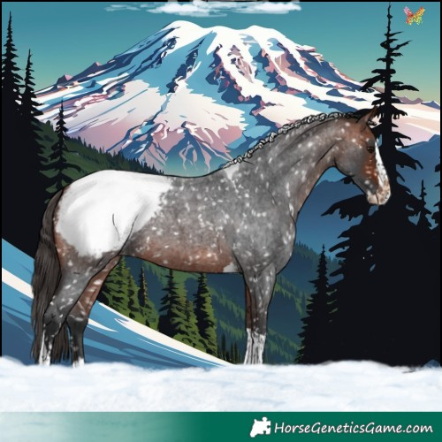 Horse Color:Bay Roan Splash Tobiano Appaloosa