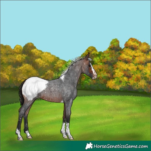Horse Color:Bay Roan Splash Tobiano Appaloosa