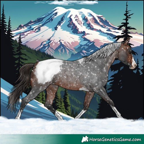 Horse Color:Bay Roan Splash Tobiano Appaloosa