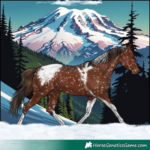 Horse Color:Liver Chestnut Tobiano Appaloosa 