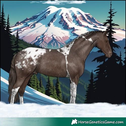 Horse Color:Liver Chestnut Tobiano Blanket Rabicano 