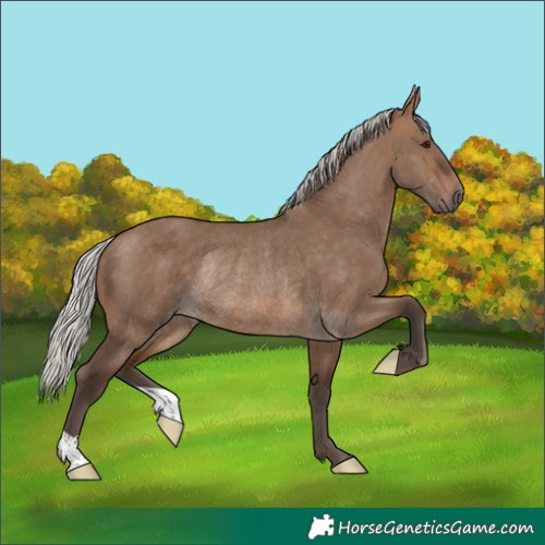 Horse Color:Silver Brown Dun Rabicano
