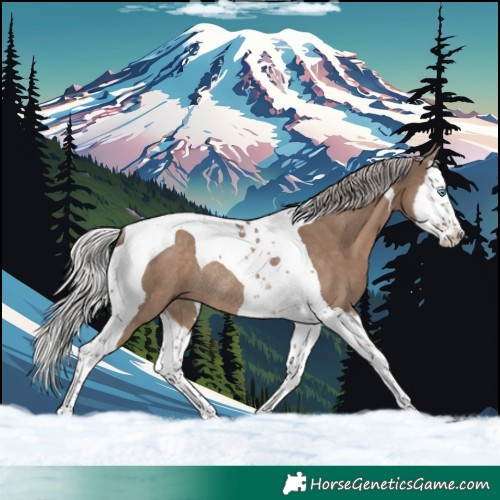 Horse Color:Silver Grullo Splash Tobiano Rabicano 