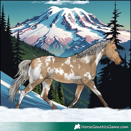 Horse Color:White Spotted Silver Buckskin Dun 