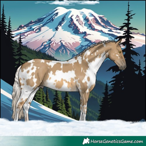 Horse Color:White Spotted Chocolate Palomino Dun 