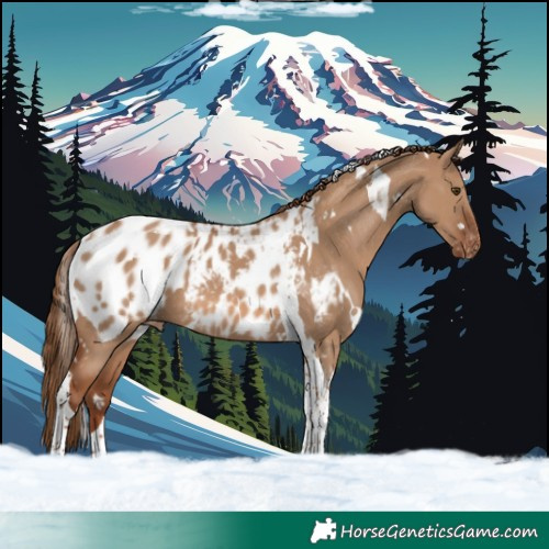 Horse Color:White Spotted Red Dun Tobiano Appaloosa 