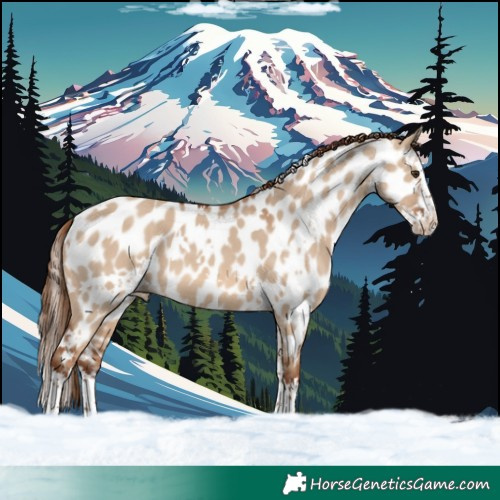 Horse Color:White Spotted Red Dun Splash Appaloosa