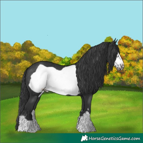 Horse Color:Black Frame Rabicano