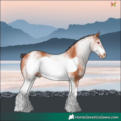 Horse Color:White Spotted Bay Frame Rabicano 