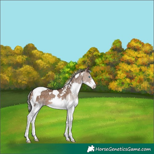 Horse Color:White Spotted Silver Brown Dun Splash Tobiano 