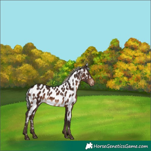 Horse Color:White Spotted Silver Brown Appaloosa 