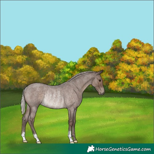 Horse Color:Silver Blue Roan Rabicano 