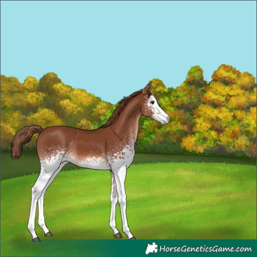 Horse Color:White Spotted Chestnut Rabicano 