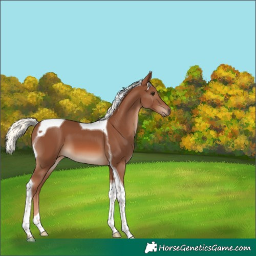 Horse Color:Chestnut Mushroom Tobiano 