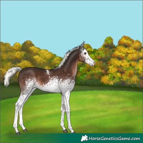 Horse Color:White Spotted Liver Chestnut Mushroom Tobiano 