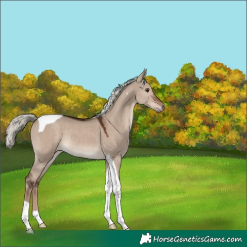 Horse Color:Liver Red Dun Mushroom Tobiano Rabicano 