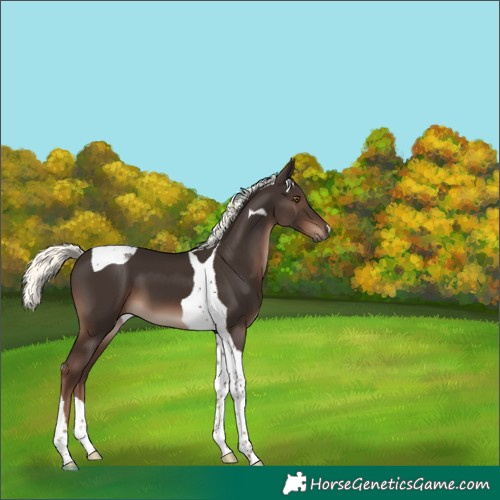 Horse Color:Liver Chestnut Mushroom Tobiano 