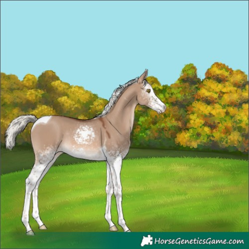 Horse Color:White Spotted Red Dun Mushroom Tobiano Rabicano 